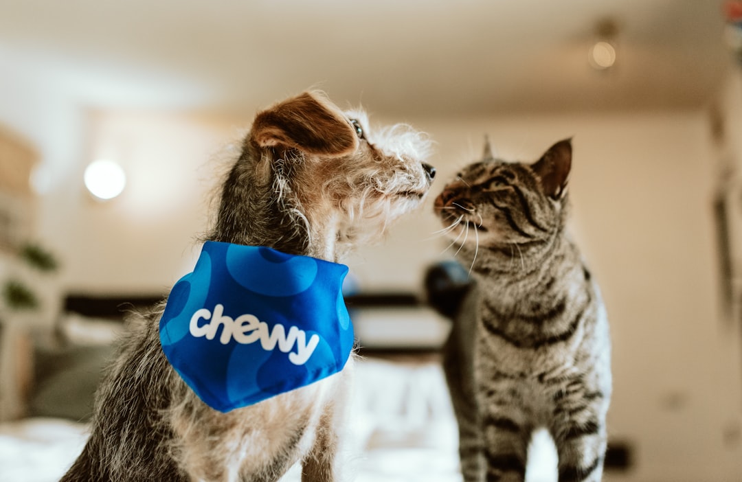 A variety of dog and cat accessories including toys, beds, and grooming tools arranged neatly.